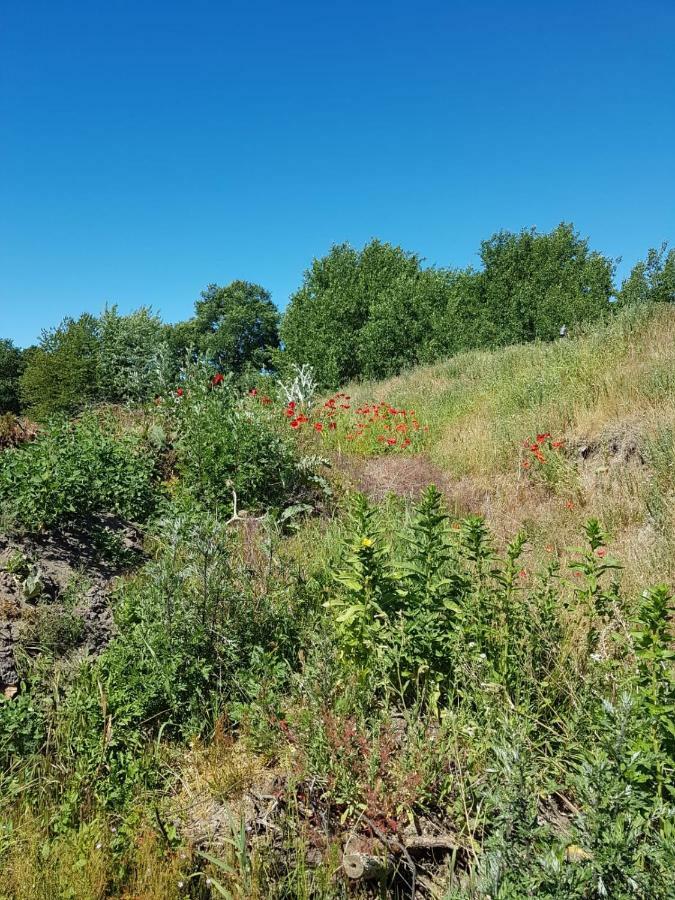Ferienhaeuschen Villa Born Bagian luar foto