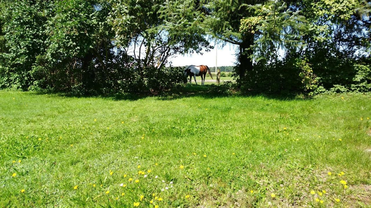 Ferienhaeuschen Villa Born Bagian luar foto
