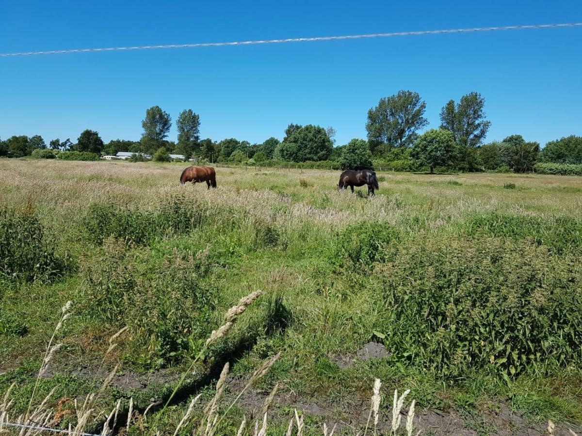 Ferienhaeuschen Villa Born Bagian luar foto